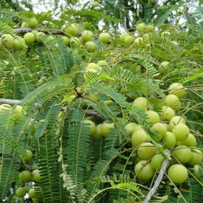 SREE Amla Seeds, Aamloki ,Gooseberry Seed, Amla Seeds For Gardening Seed(60 per packet)