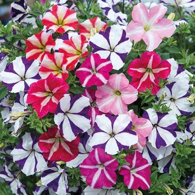 BHUSAN Petunia double mix flower seeds PACK OF 52 Seed(52 per packet)