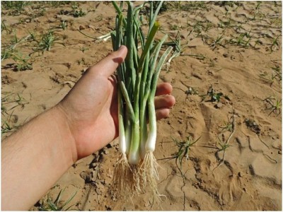 KNESSiN White Lisbon Onion BUNCHING (Spring)-{1200 Seeds} Seed(1200 per packet)