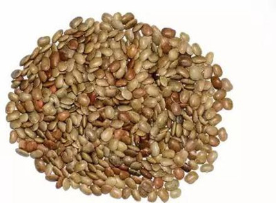 MAA Dolichos, Dolichos Beans Seed(37 per packet)