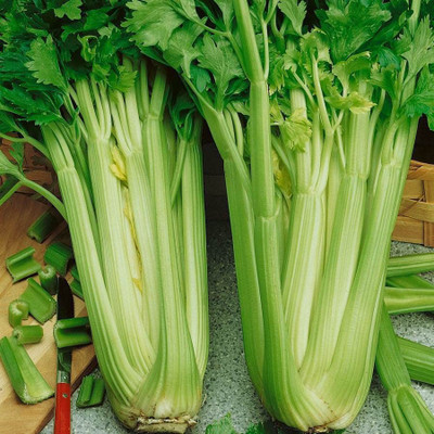 CYBEXIS GBPUT-61 - Celery Utah Tall - (750 Seeds) Seed(750 per packet)