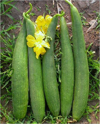 HAMPHU JINGA/SPONG GOURD SEEDS FASTEST GERMINATING BRIDE PAC OF 15 SEEDS Seed(15 per packet)
