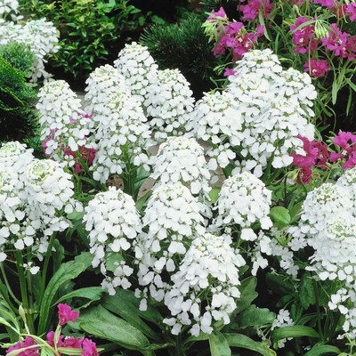 CEZIUS Candytuft Seeds - Empress Seed(60 per packet)