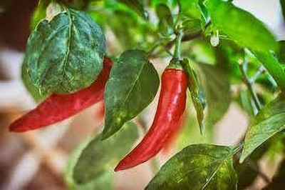 fixeded FIERY ELEGANCE: THE RED PEPPER CHILLI SPECTACLE Seed(30 per packet)