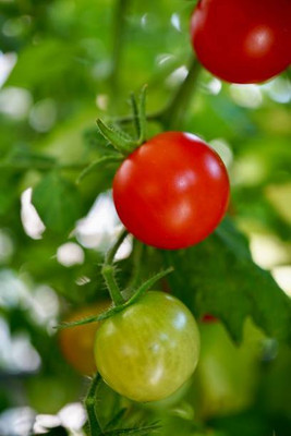 nizex tomato Seed(35 per packet)