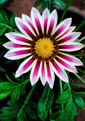 Oakwood Farms ® Gazania All Season Flower Seeds For Gardening Seed(60 per packet)