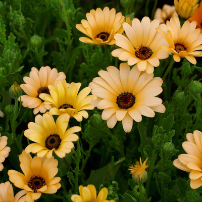 Epazo African Daisy – Dimorphotheca Mixed Color Flower Seed(130 per packet)