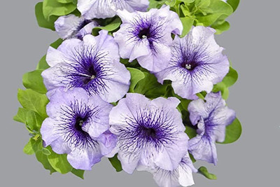 MAA Petunia Seed(160 per packet)