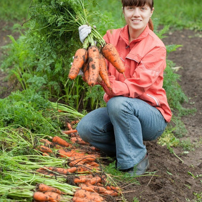 CRGO GAAJAR, CARROT Seed(700 per packet)