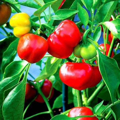 CYBEXIS Set of 10 Colorful Capsicum Vegetable Seeds Seed(10 g)