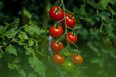 Jignishaseeds Tomato F1 Hybrid Imported Vegetable Seed(100 per packet)