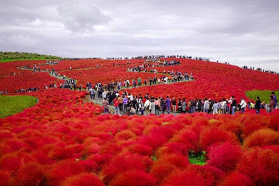 Avysa Kochia seeds - Kochia scoparia Seed(30 per packet)