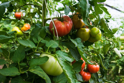 imtion tomato Seed(30 per packet)