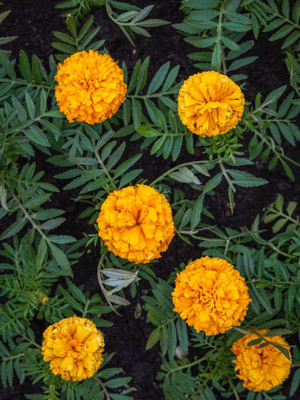 Beretta marigold,gende ka phool seeds Seed(20 per packet)
