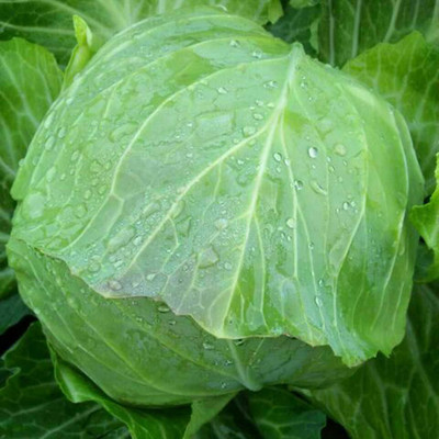 KNESSiN Cabbage Seed(200 per packet)