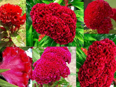 Pbevergreen mixed cockscomb seeds/Celosia seed 39 Seed(39 per packet)