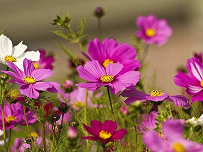 CYBEXIS KGF -88 - Flowering Plants Cosmos Less Maintenance Flower - (90 Seeds) Seed(90 per packet)