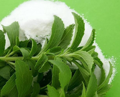 ENINE Stevia Seeds Stevia Sweet Leaves Candy Leaf Seeds Herb Seeds 10 Beej GT16 Seed(10 per packet)