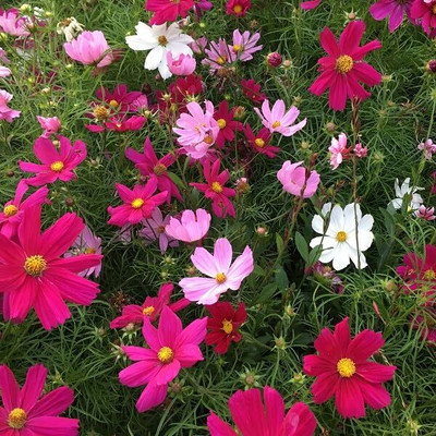 Lorvox Double Click Cranberries' Seeds. Cosmos Cranberries Seed(70 per packet)