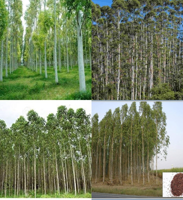 ibains Eucalyptus seeds for planting beez 42 Seed(42 per packet)