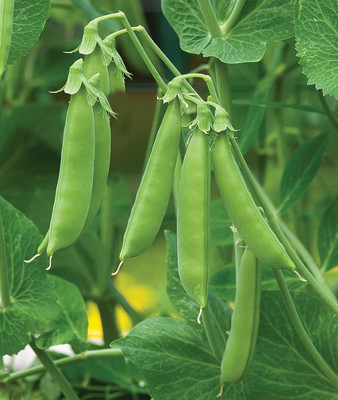 DIVINE BEANS Seed(100 per packet)