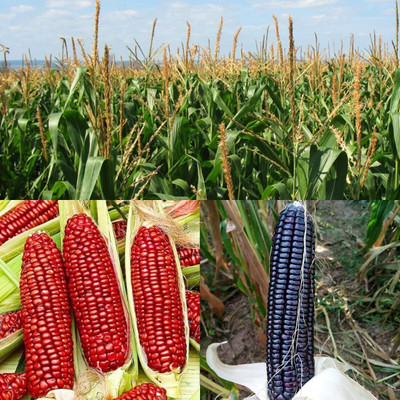 WILLVINE AGRI -X Ruby queen corn seeds-[1Kg] Seed(4000 per packet)