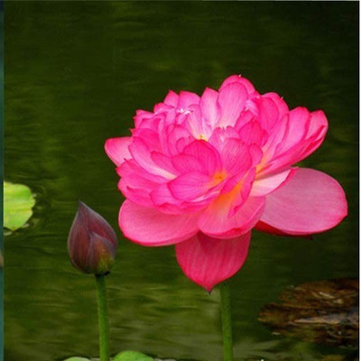 CYBEXIS TLX-75 - Lotus Nelumbo nucifera - (270 Seeds) Seed(270 per packet)