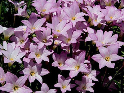 CYBEXIS XLR-57 - Pink Rain Lily Zephyranthes - (60 Seeds) Seed(60 per packet)