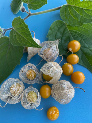 QALANDAR Poha Berry/Physalis peruviana/Cape Gooseberry Seed(100 per packet)