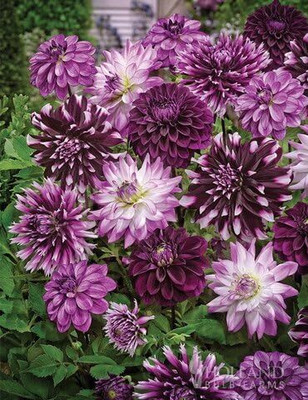 Qualtivate XL-315 Midnight Party Dahlia Blend Seeds Seed(50 per packet)