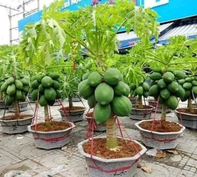 GREENSEA Hybrid Papaya, Papita Seeds for Home gardening, High Quality Seed(120 per packet)