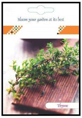 CYBEXIS Thyme Hybrid Seeds800 Seeds Seed(800 per packet)