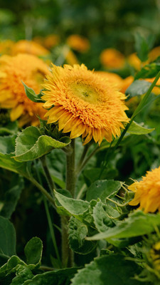 Dasstore Double sunflower seeds pack of 20 Seed(20 per packet)