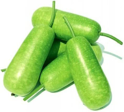 CYBEXIS LX-81 - Lauki Bottle Gourd Dudhi - (300 Seeds) Seed(300 per packet)