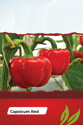 VibeX NDIR-17 - Hybrid Red Capsicum - (1350 Seeds) Seed(1350 per packet)
