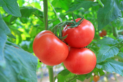 FRESHOO tomato Seed(135 per packet)