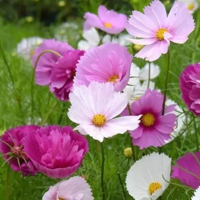MAA Cosmos Seed(70 per packet)