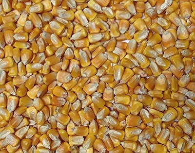 Qualtivate PUA-9A Corn Field Corn Seed(400 per packet)