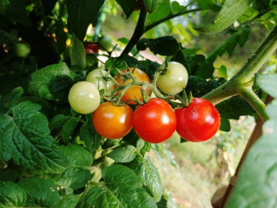 GreenHorizon tomato Seed(100 per packet)