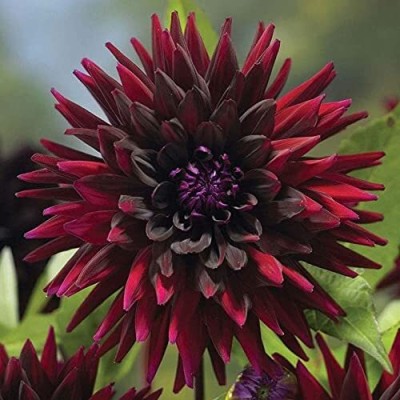 Aywal Dahlia Seed(10 g)