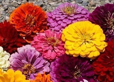 CYBEXIS GBPUT-95 - Zinnia Flower Garden - Profusion Series - Double Mix - (270 Seeds) Seed(270 per packet)