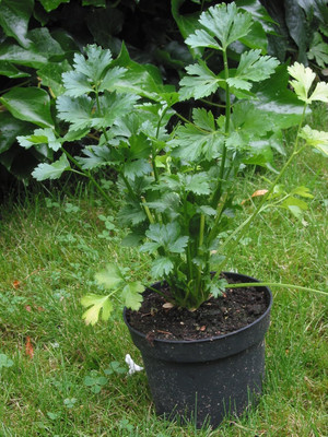 Qualtivate XLL-187 Cutting Leaf Celery Apium Seed(500 per packet)