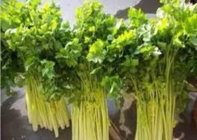CYBEXIS NBIR-59 - Yellow Heart Chinese Celery - (750 Seeds) Seed(750 per packet)