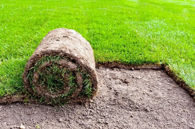 ARTA Bermuda Grass Seed(23000 per packet)
