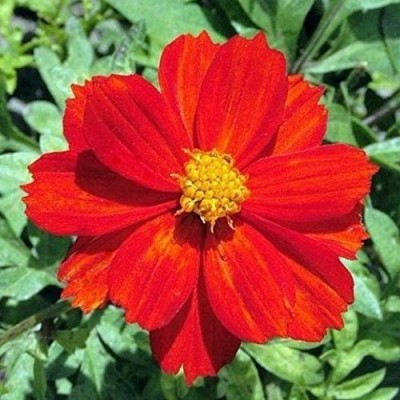 CYBEXIS NDIR-34 - Earth Hopper F1 Hybrid Cosmos Flower (Tall Red) - (30 Seeds) Seed(30 per packet)