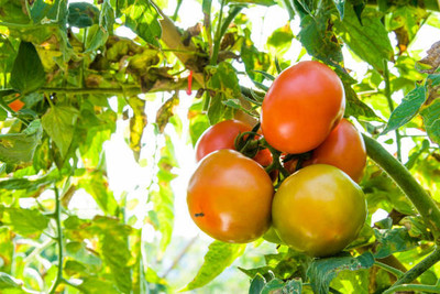 Dream Team tomato Seed(125 per packet)