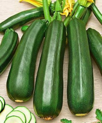 Hybrid Galaxy Squash/Zucchini Long Green( 75 Seeds ) Seed(75 per packet)