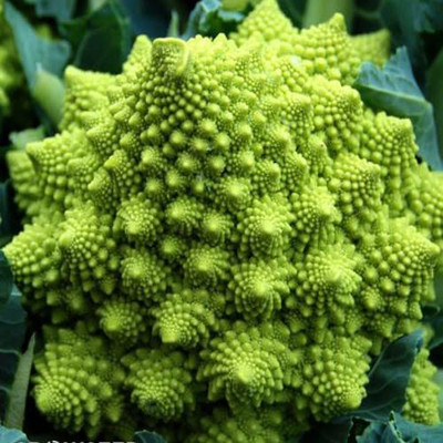 VibeX XL-29 - Romanesco Broccoli - (1350 Seeds) Seed(1350 per packet)