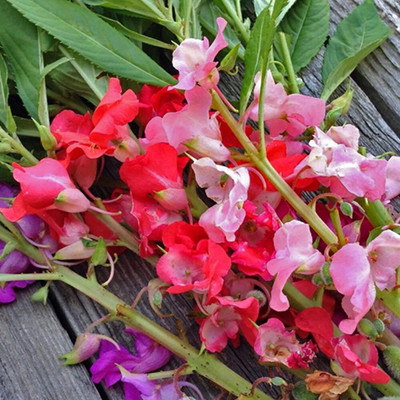 VibeX NBIR-42 - Balsam Double Mixed Flower Seed(270 per packet)