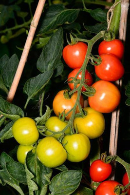 Kodali Hybrid F1 Tomato Seeds Pack Of 71 Seed(71 per packet)